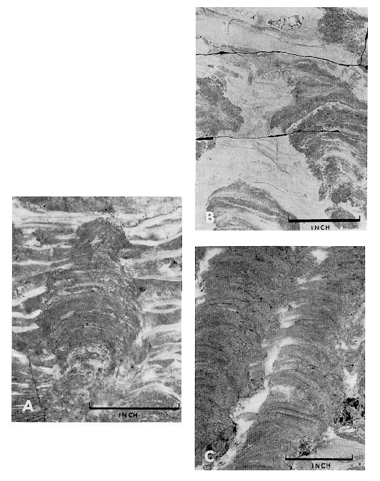stromatolites diagram