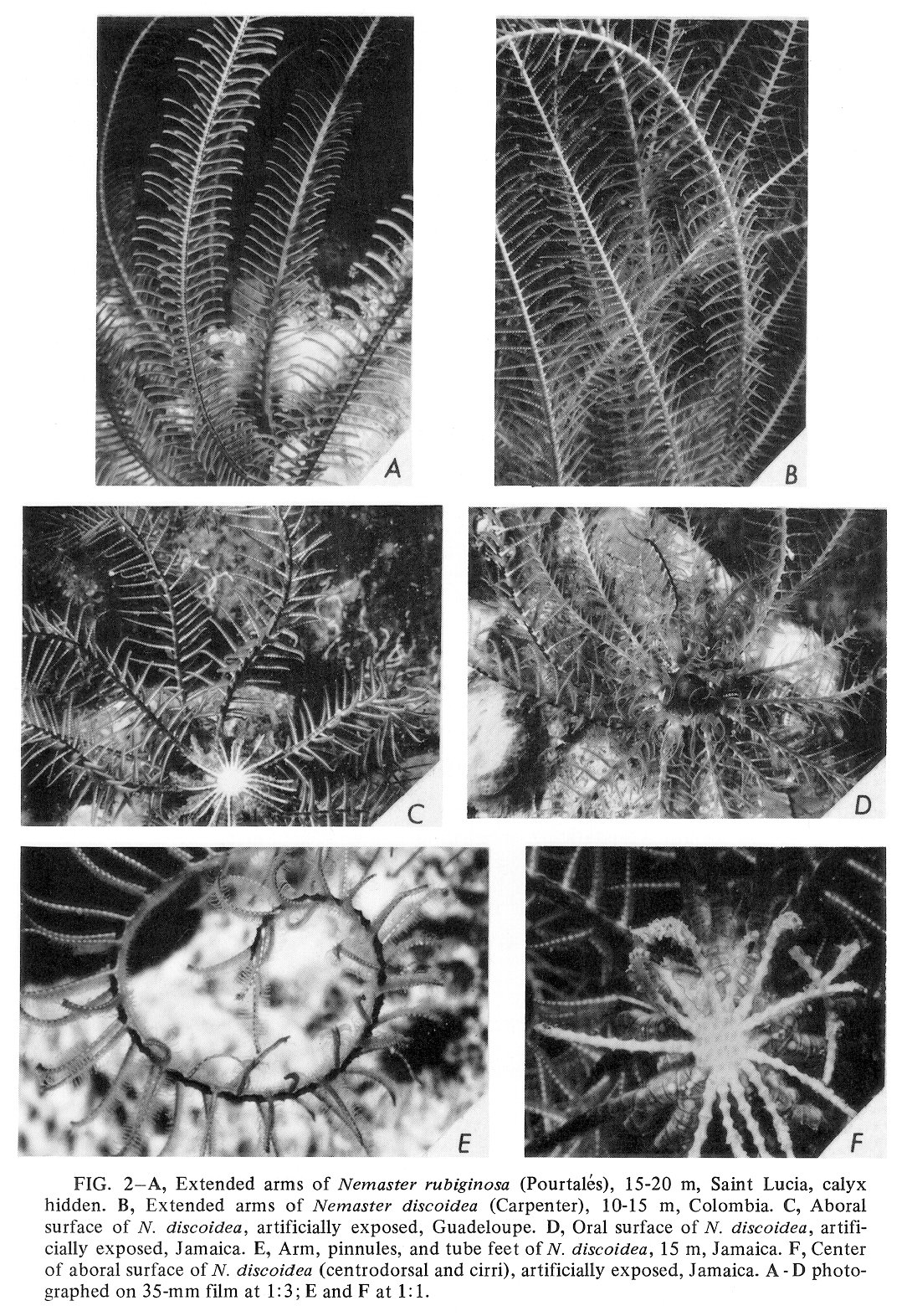 Nemaster Rubiginosa