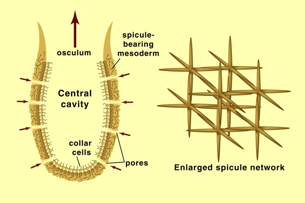 Asconoid Body Plan