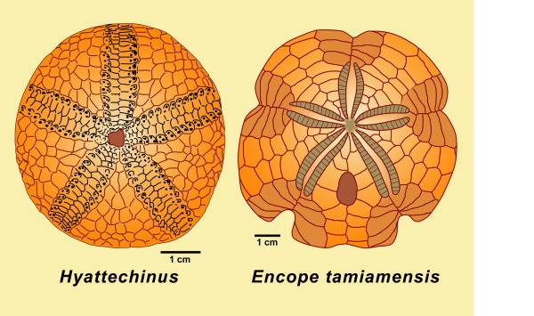 Echinoid Diagram